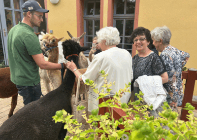 Alpakas beim Familienfest in der Goldenen Sonne
