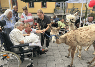 Alpakas beim Familienfest in der Goldenen Sonne