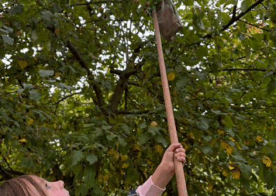 Apfelernte in der Kita "Friesenzwerge"