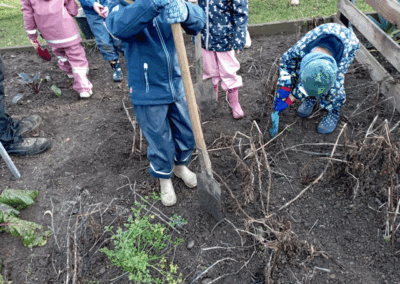 Kartoffelprojekt in der Kita "Sonnenschein"