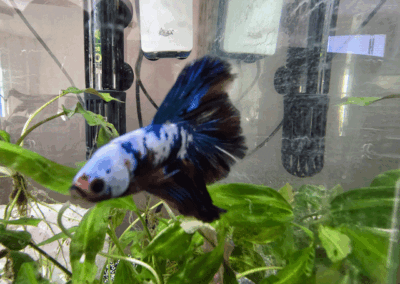 Tagespflege Reichenbach - Aquarium