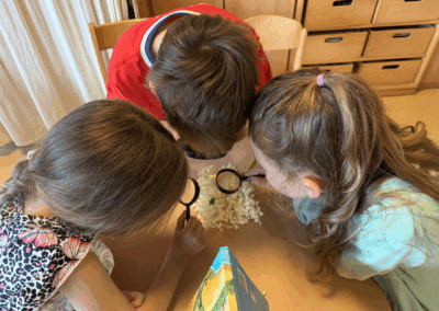 Kinderland Pausa - Hollunder