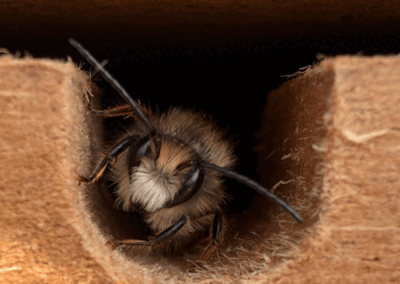 Kinderland Pausa - Wildbiene