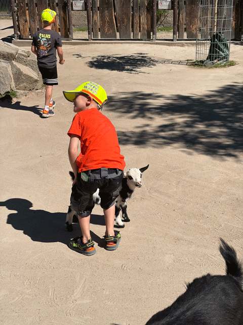Kita Sonnenkäfer - Ausflug in den Tierpark Falkenstein
